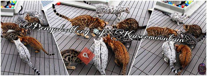 Bengalcattery of Kaisermountain