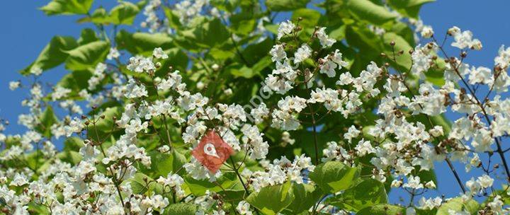 Bernauer Altstadt-Kurier