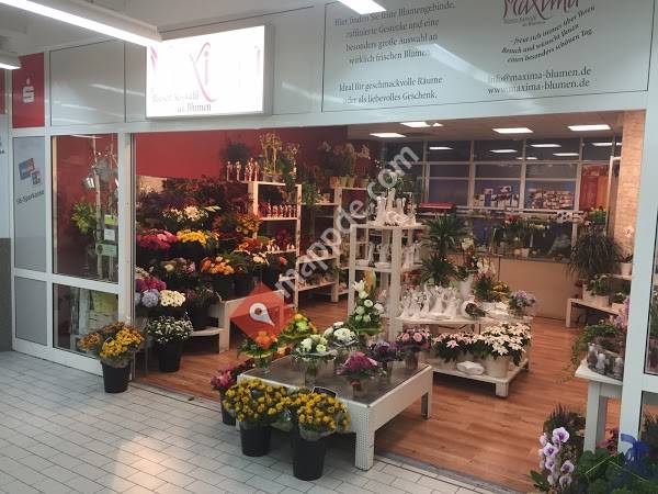 Blumen Maxima Weissenburg