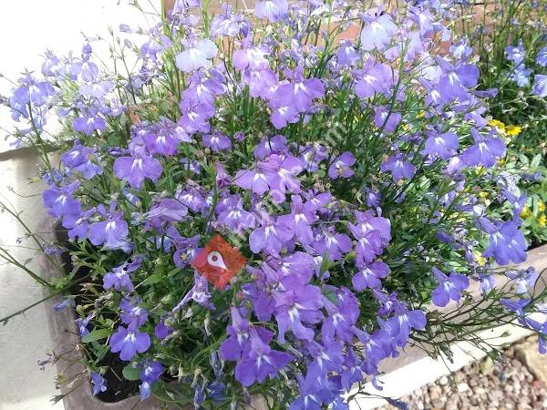 Blumen Spilker Cekic