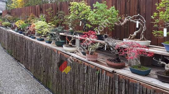 Bonsai Garten München