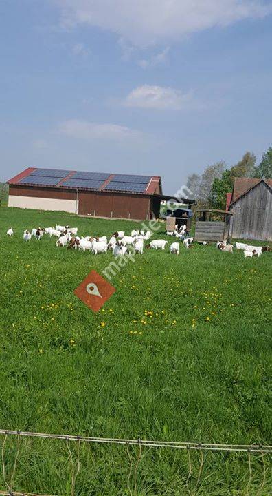 Burenziegenzucht Kirchner