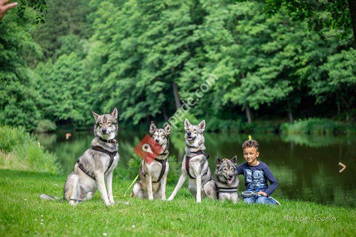 D'Ninja vom Wolfstor