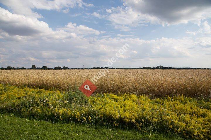 Daniel Knauer Immobilienmakler