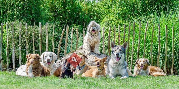 Die Hundenanny Weddelbrook