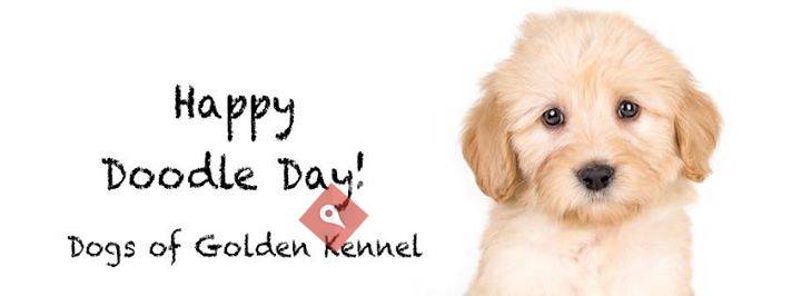 Dogs of Golden Kennel - Doubledoodle, Labradoodle, Goldendoodle