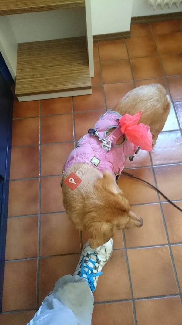 Dr.med.vet. Hubert Winzinger Tierarzt