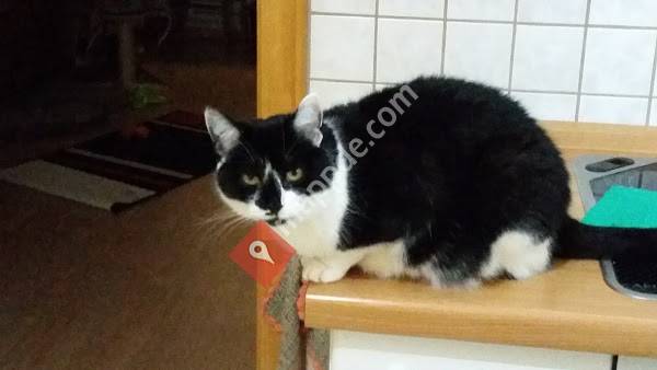 Dr.med.vet. Ulrike Simon