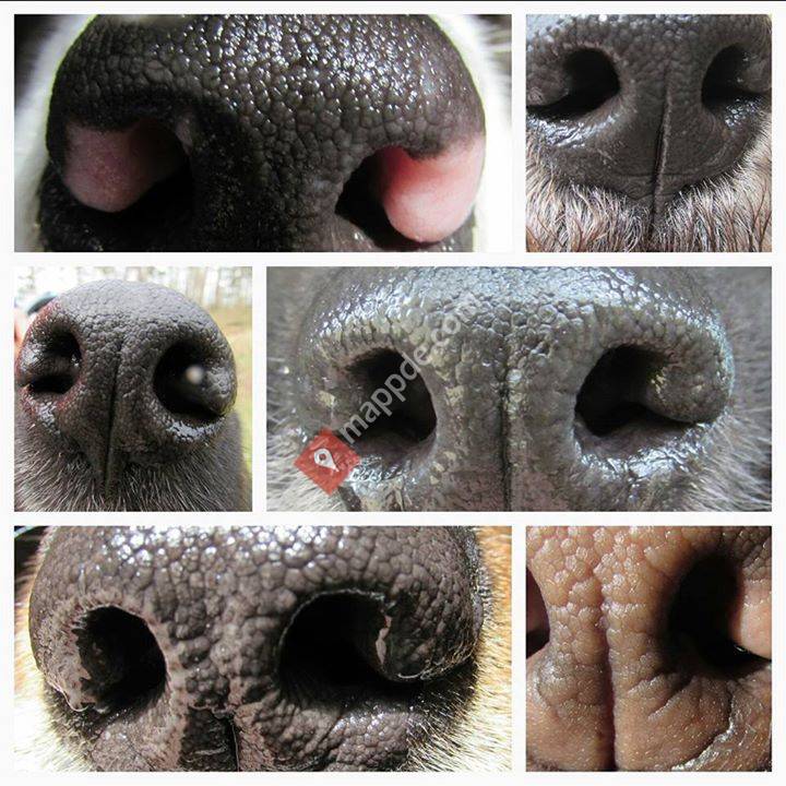 DRK Rettungshundestaffel KV Bad Mergentheim