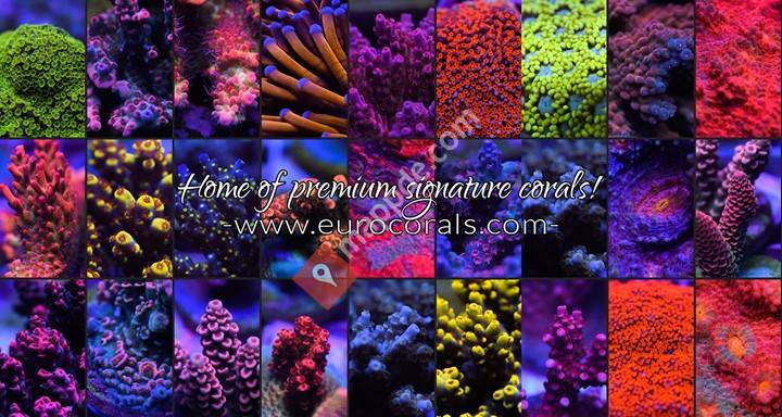 Euro Corals