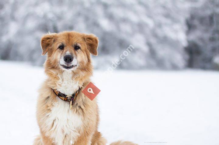 Fell-Form Hundefriseur