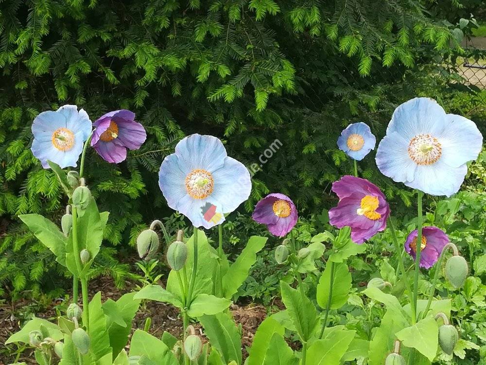 Förderverein Botanischer Garten und Theresienstein Hof