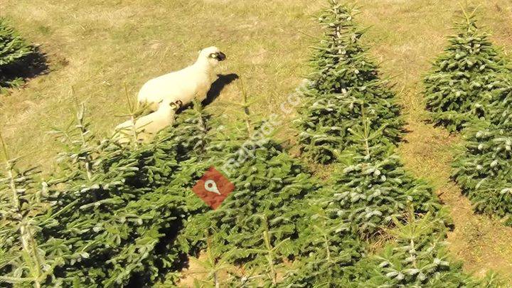 Fritz Waßmer Weihnachtsbäume