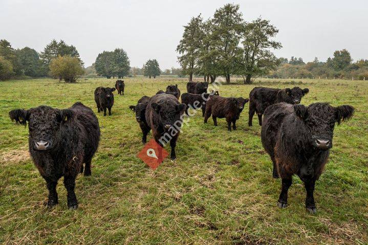 Galloways von der Hugenheide