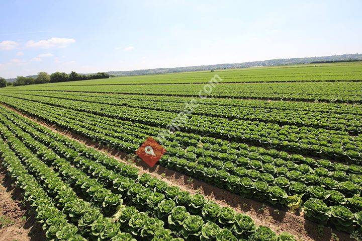 Gemüse & Erdbeeranbau Schwarz