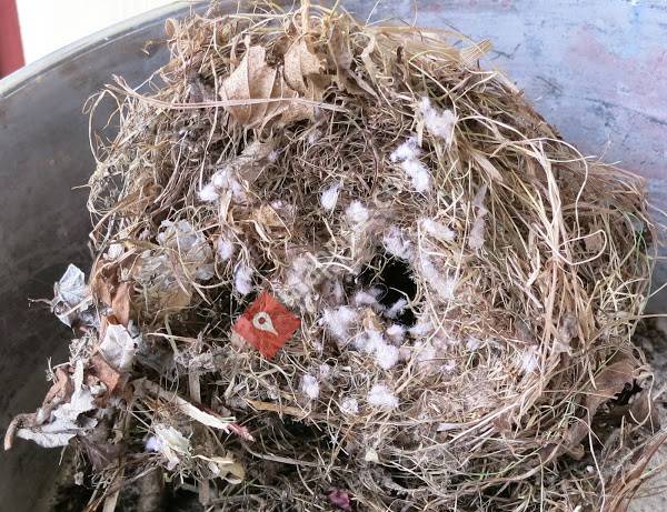 Gruß Schädlingsbekämpfung