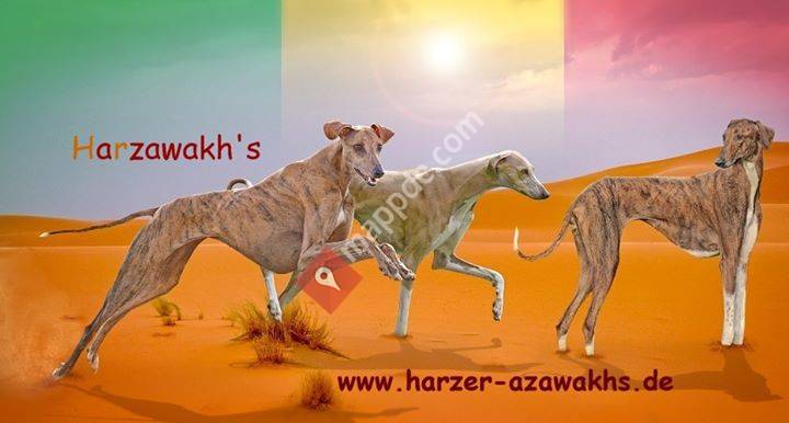 Harzer-Azawakhs