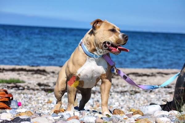 Haustierärztliche Praxis Niederhofer UG