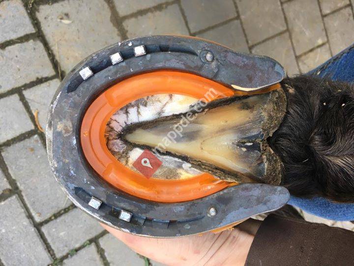 Hufbeschlag Steffi Pias