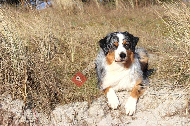 Hundeschule Lieblingshunde