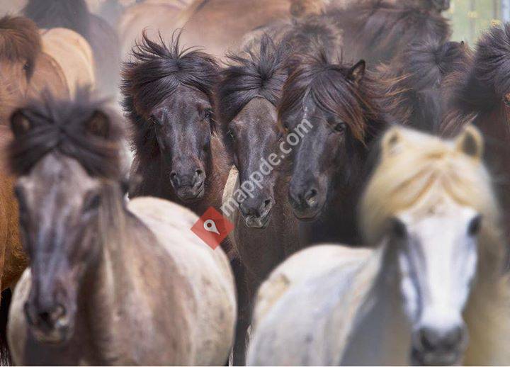 Islandpferdegestüt Hirtenhof