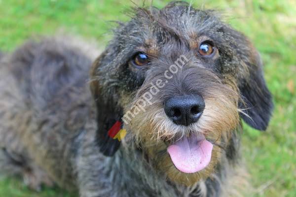 Kleintierpraxis am Wasserturm GbR Dr. Tanja Dahlkamp Dr. Barbara E. Janssen