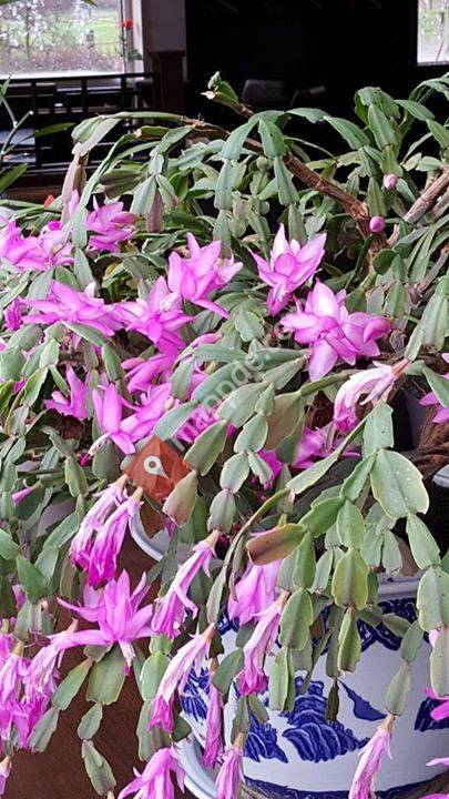 Lin Garten China Restaurant