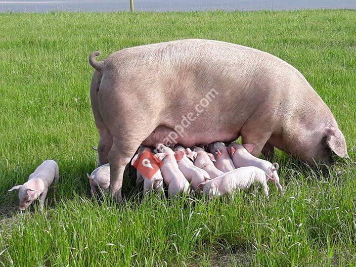 Lucas Engelking Freilandhaltung