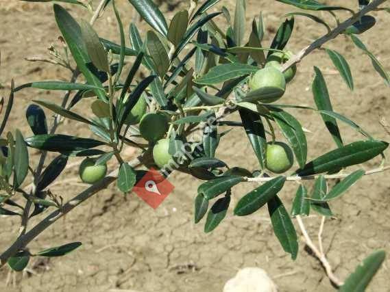 Luigi Bellina Olivenöl und Wein