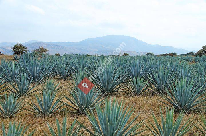 Mayaciel Tequila