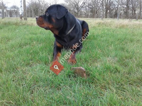 Michael Tietz Tierarzt