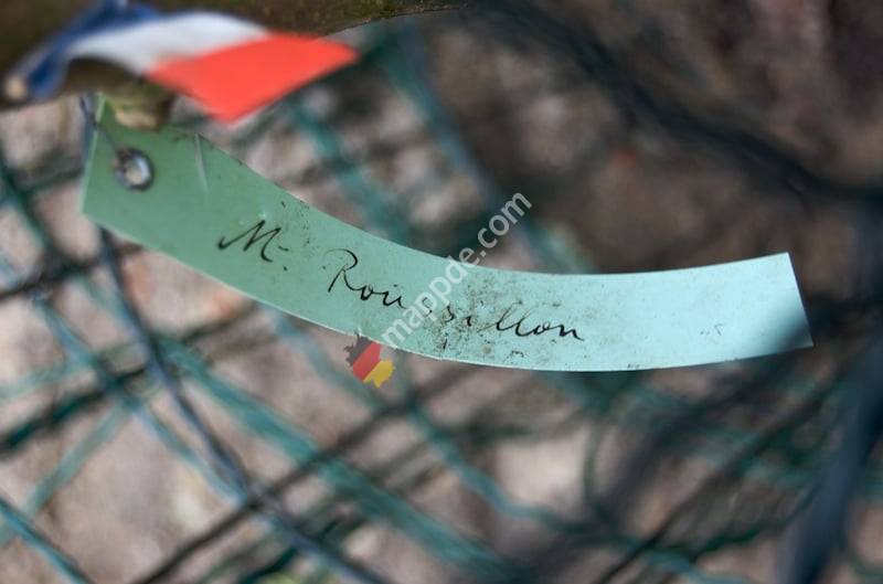 Moabiter Maulbeerkultur