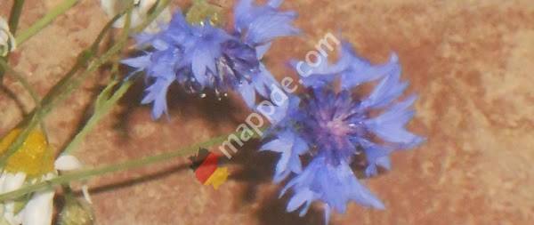 Natürliche Harmonie