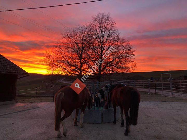 Paddock Trail Zwei Birken