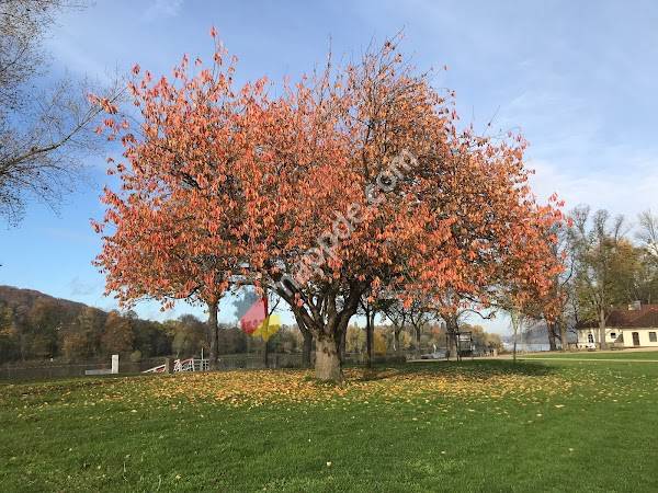 Parkplatz Grafenwerth