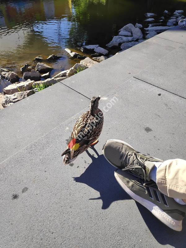 Parkplatz Zentrum Wittlich