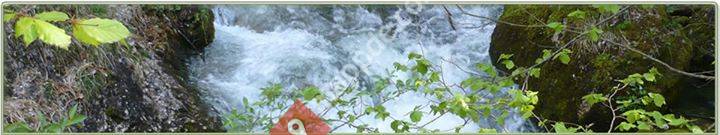 Pferdeosteopathie, Tierphysiotherapie, APM am Tier