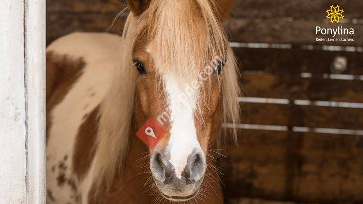 Ponylina