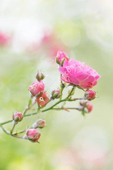 Praxis für Psychosomatische Energetik