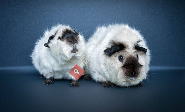 Rassemeerschweinchenzucht Guinea City