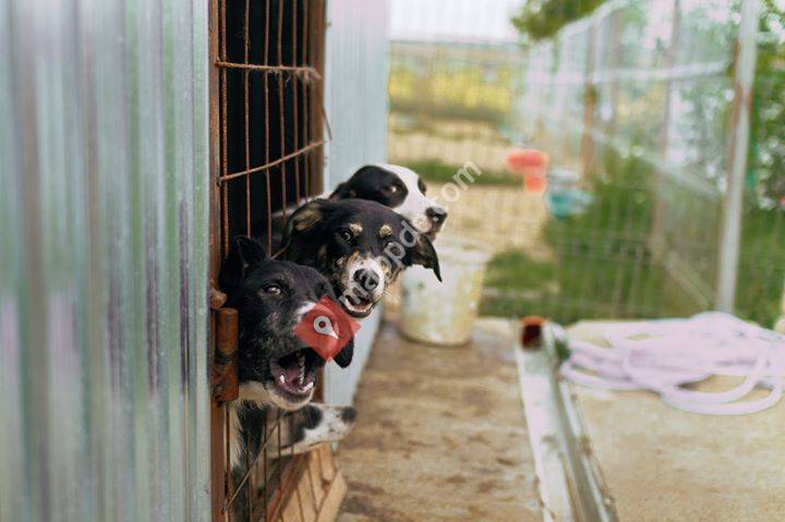 Romanian dogs in need - RoDiN