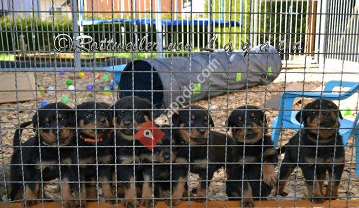 Rottweiler von Layata