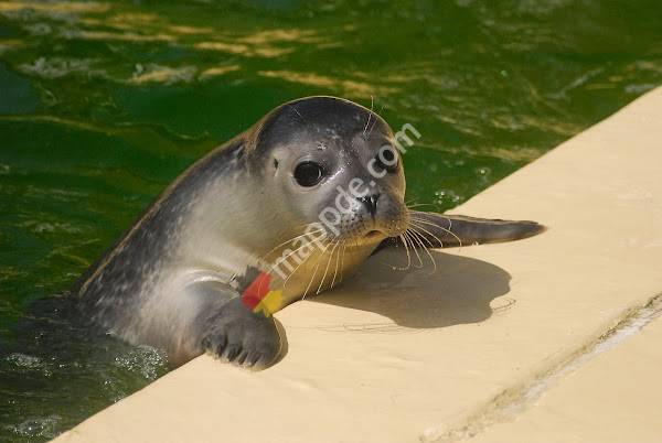 Seehundstation Nationalpark-Haus