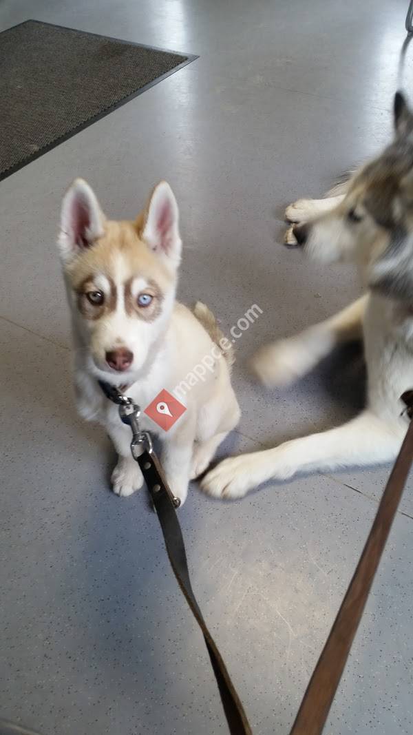 Stanislaw Knut Tierarzt