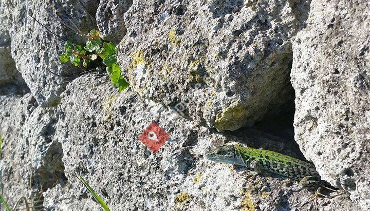 Stephanie Wloch - Tuliparola Translations