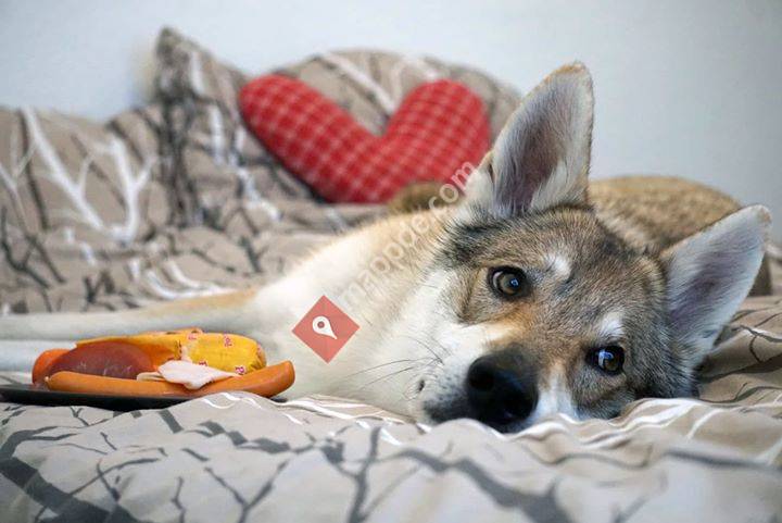 TeamInstinkt - Schulung für Hundehalter