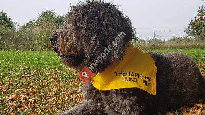 Therapiehund Elly