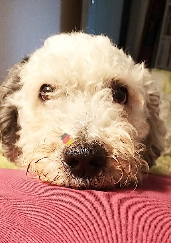 Tierarztpraxis Christian Semler (Groß-, Klein- u. Heimtiere)