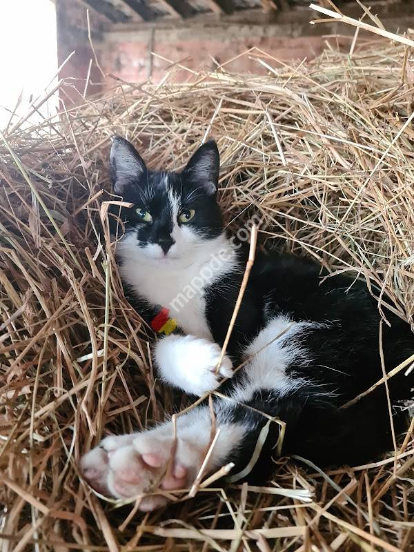 Tierarztpraxis Dr. med. vet. S. Habrock