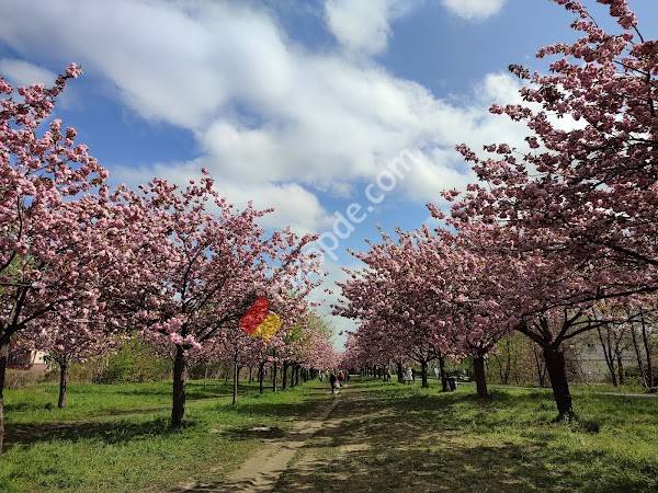 TV-Asahi Kirschblütenallee am Mauerweg